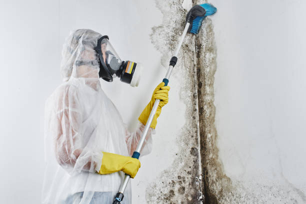 Best Mold Removal Near Me  in Roseville, OH