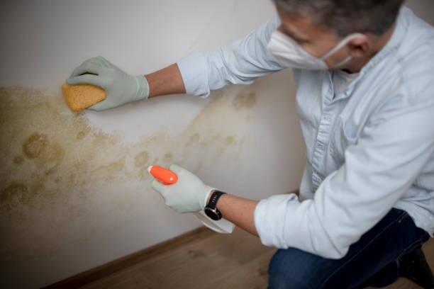 Best Crawl Space Mold Removal  in Roseville, OH