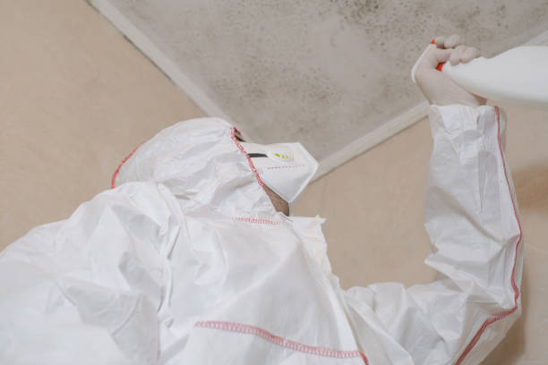 Best Mold Cleaning Services  in Roseville, OH