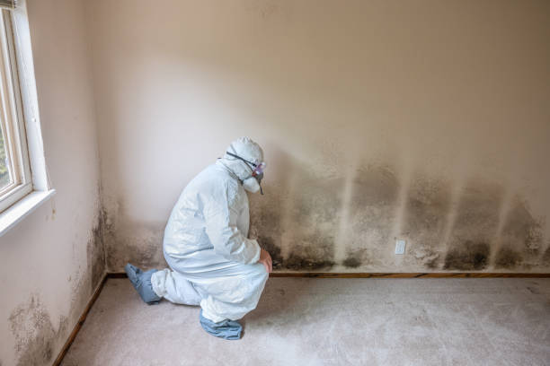 Best Mold Damage Repair  in Roseville, OH