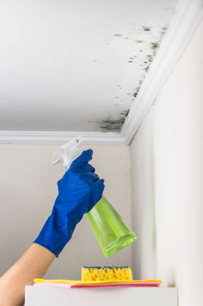 Best Toxic Mold Removal  in Roseville, OH