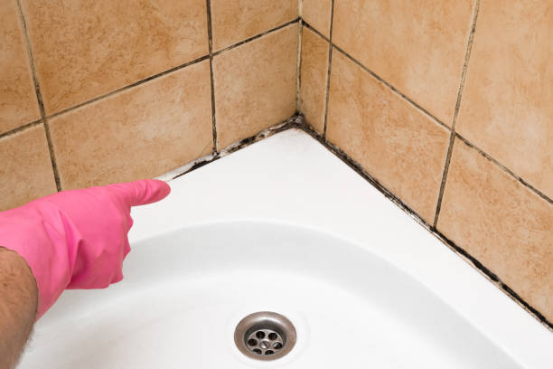 Best Professional Mold Removal  in Roseville, OH