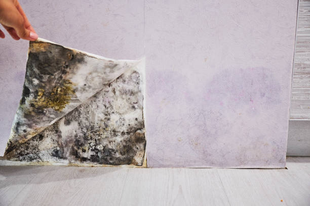 Best Black Mold Removal  in Roseville, OH
